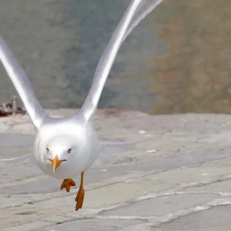 Apartment La Brezza Marina